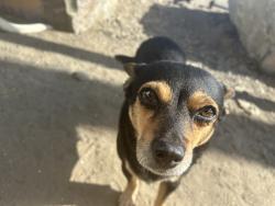 Lost Female Dog last seen Duarte Public Library, Monrovia, CA 91016