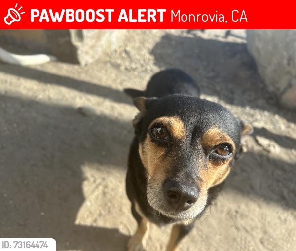 Lost Female Dog last seen Duarte Public Library, Monrovia, CA 91016
