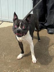 Shelter Stray Male Dog last seen Near BLOCK ALFORD AVE, 3528 Newburg Rd, Louisville, KY 40218, USA