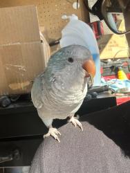 Lost Female Bird last seen near crosswell CT, flew into tree, Orlando, FL 32837