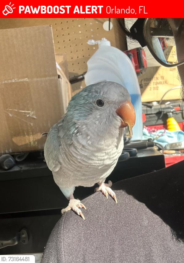 Lost Female Bird last seen near crosswell CT, flew into tree, Orlando, FL 32837