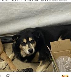Lost Male Dog last seen Johnson road , Parker loop , and shahan lane, Hamilton County, TN 37308