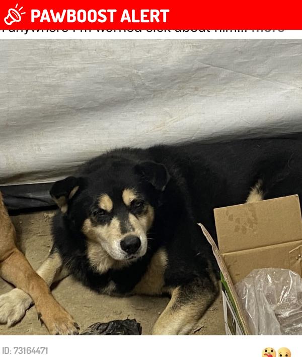 Lost Male Dog last seen Johnson road , Parker loop , and shahan lane, Hamilton County, TN 37308