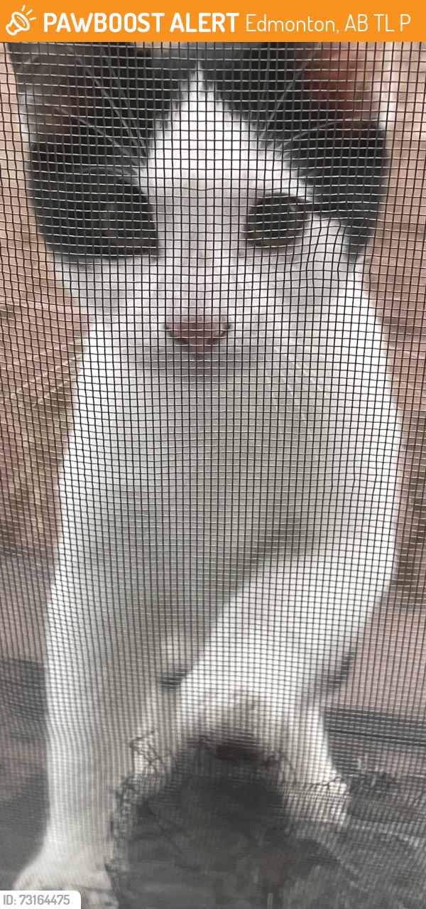 Found/Stray Male Cat last seen millwoods sobeys area (50 st 22 ave), Edmonton, AB T6L 4P5