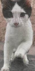 Found/Stray Male Cat last seen millwoods sobeys area (50 st 22 ave), Edmonton, AB T6L 4P5