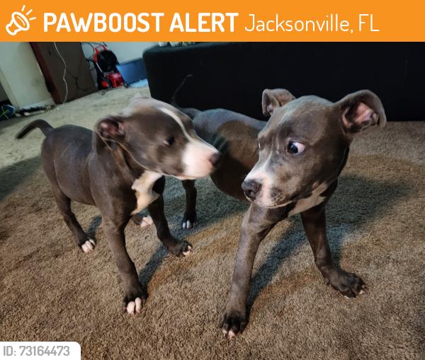 Found/Stray Unknown Dog last seen Near Southside blvd, Jacksonville, FL 32256