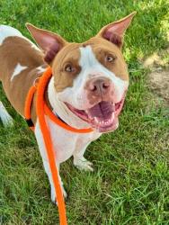 Shelter Stray Female Dog last seen JEFFERSON AND OLIVE BLVD,63103, 10521 Baur Blvd, Olivette, MO 63132, USA