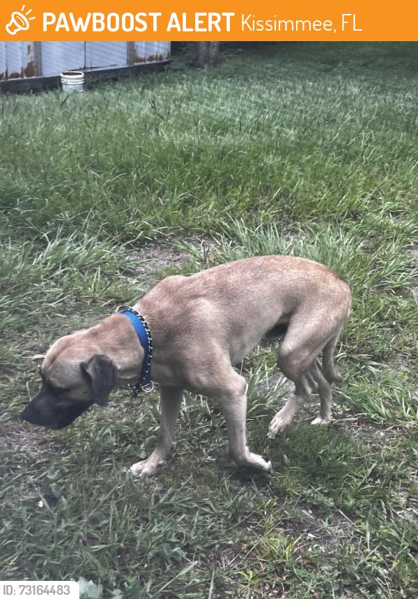 Found/Stray Male Dog last seen Near Augusta way Kissimmee, Kissimmee, FL 34746