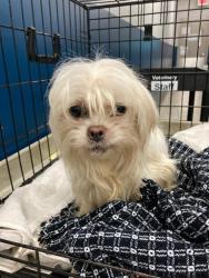 Shelter Stray Female Dog last seen Near BLOCK GLENBORO DR, 10521 Baur Blvd, Olivette, MO 63132, USA