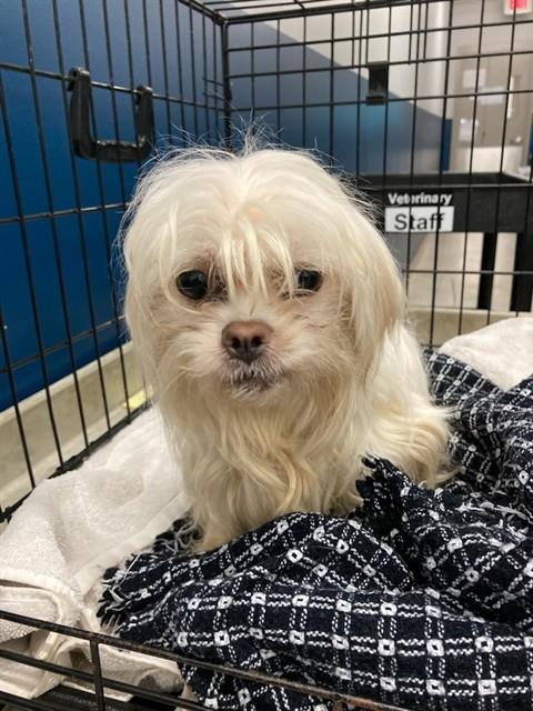 Shelter Stray Female Dog last seen Near BLOCK GLENBORO DR, 10521 Baur Blvd, Olivette, MO 63132, USA