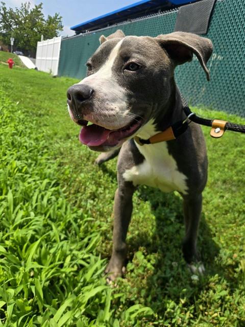 Shelter Stray Male Dog last seen KOENIG, 10521 Baur Blvd, Olivette, MO 63132, USA