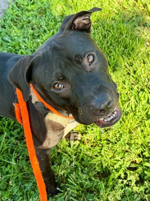 Shelter Stray Male Dog last seen JENNINGS STATION RD/63136, 10521 Baur Blvd, Olivette, MO 63132, USA