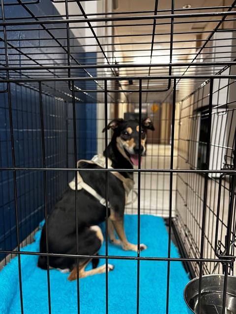Shelter Stray Female Dog last seen Near BLOCK BLKENDICOTT, 10521 Baur Blvd, Olivette, MO 63132, USA