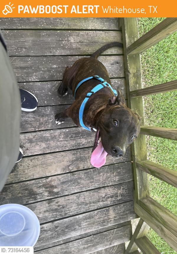 Found/Stray Male Dog last seen Rhones Quarter, Whitehouse, TX 75791