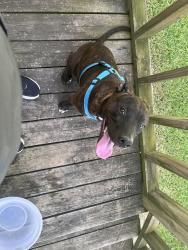Found/Stray Male Dog last seen Rhones Quarter, Whitehouse, TX 75791