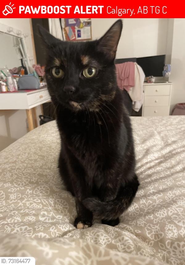 Lost Female Cat last seen Near rocky ridge view, Calgary, AB T3G 5C2