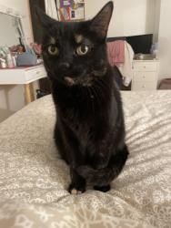 Lost Female Cat last seen Near rocky ridge view, Calgary, AB T3G 5C2