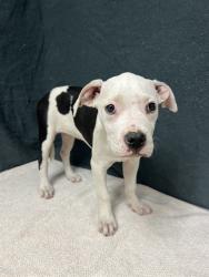 Shelter Stray Female Dog last seen , 38550 Sierra Hwy, Palmdale, CA 93550, USA