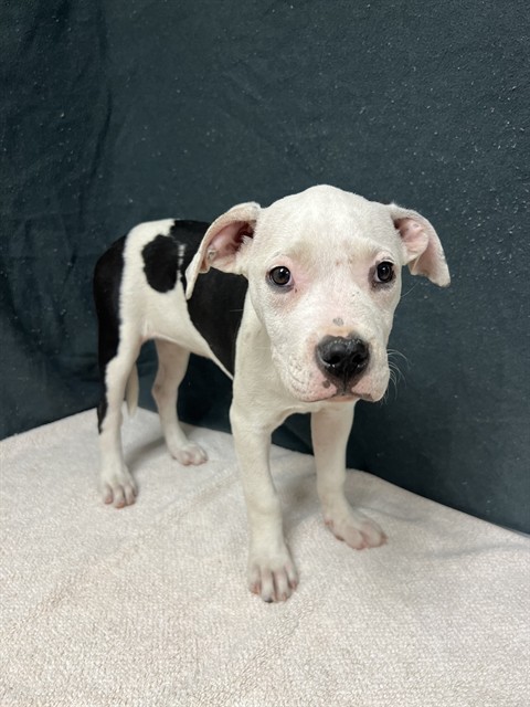Shelter Stray Female Dog last seen , 38550 Sierra Hwy, Palmdale, CA 93550, USA