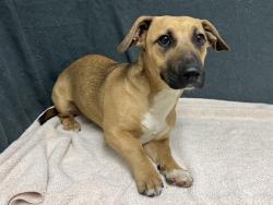 Shelter Stray Female Dog last seen , 38550 Sierra Hwy, Palmdale, CA 93550, USA