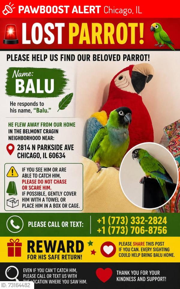 Lost Male Bird last seen N Parkside Ave, zip 60634, Chicago, IL 60634