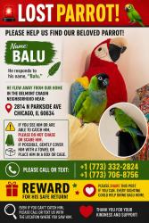 Lost Male Bird last seen N Parkside Ave, zip 60634, Chicago, IL 60634