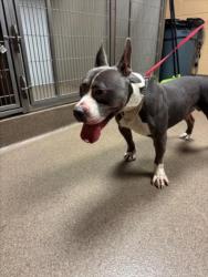 Shelter Stray Male Dog last seen Near BLOCK W 13TH ST N, WICHITA KS 67203, 3303 N Hillside St, Wichita, KS 67219, USA
