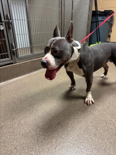 Shelter Stray Male Dog last seen Near BLOCK W 13TH ST N, WICHITA KS 67203, 3303 N Hillside St, Wichita, KS 67219, USA