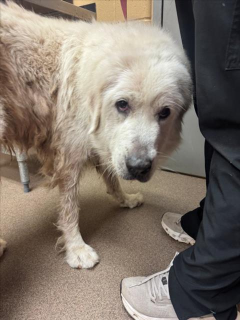 Shelter Stray Female Dog last seen Near BLOCK E 109TH ST N, VALLEY CENTER KS 67147, 3303 N Hillside St, Wichita, KS 67219, USA