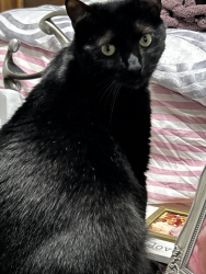 Lost Male Cat last seen County line road and haverford road, Havertown, PA 19083