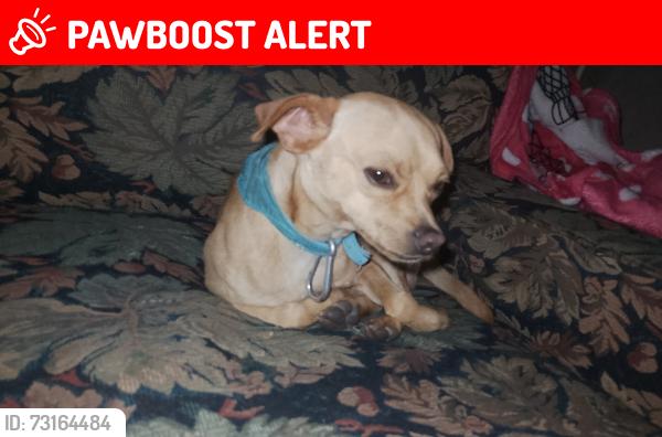 Lost Male Dog last seen La melchor, Naucalpan de Juárez, Méx. 