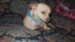 Lost Male Dog last seen La melchor, Naucalpan de Juárez, Méx. 