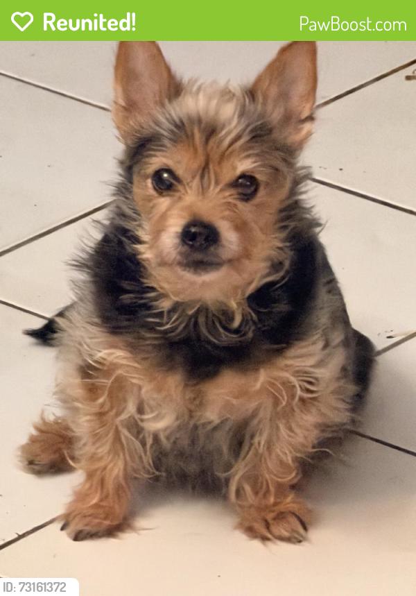 Reunited Male Dog last seen Near SW 96th Terrace, Miami, FL 33186, USA, Miami, FL 33186
