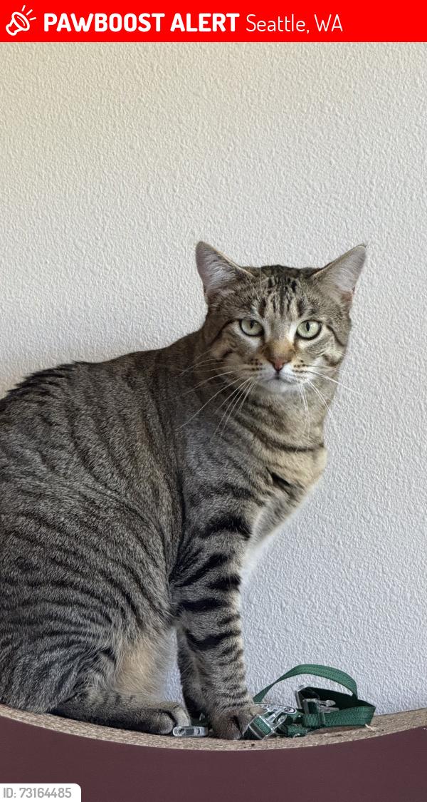 Lost Female Cat last seen Promontory Point Education Pavilion & Butterfly Garden, Seattle, WA 98115