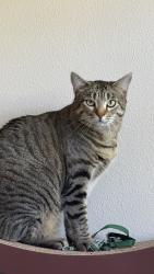 Lost Female Cat last seen Promontory Point Education Pavilion & Butterfly Garden, Seattle, WA 98115
