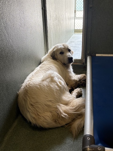 Shelter Stray Unknown Dog last seen , 31044 Charlie Canyon Rd, Castaic, CA 91384, USA