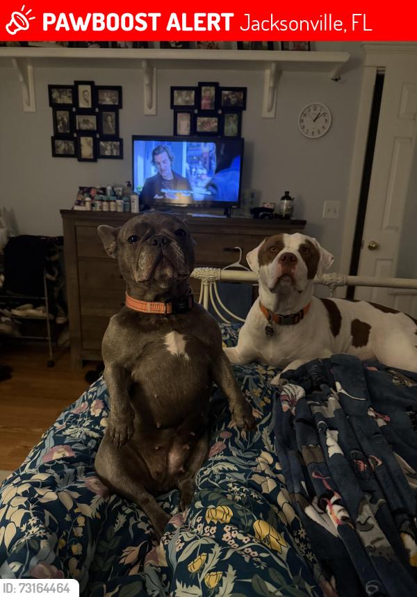 Lost Female Dog last seen Blair rd., Jacksonville, FL 32221