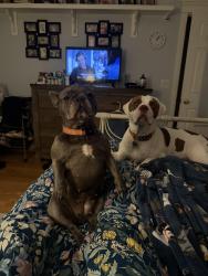 Lost Female Dog last seen Blair rd., Jacksonville, FL 32221