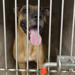 Shelter Stray Male Dog last seen Near, 2600 S Harding St, Indianapolis, IN 46221, USA