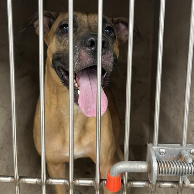 Shelter Stray Male Dog last seen Near, 2600 S Harding St, Indianapolis, IN 46221, USA