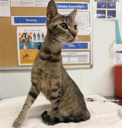 Shelter Stray Female Cat last seen , 600 Aviation Dr, Camarillo, CA 93010, USA