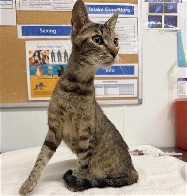 Shelter Stray Female Cat last seen , 600 Aviation Dr, Camarillo, CA 93010, USA