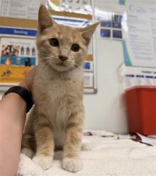 Shelter Stray Male Cat last seen , 600 Aviation Dr, Camarillo, CA 93010, USA