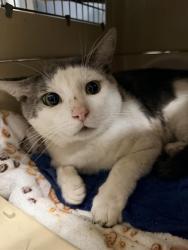 Shelter Stray Male Cat last seen , 600 Aviation Dr, Camarillo, CA 93010, USA