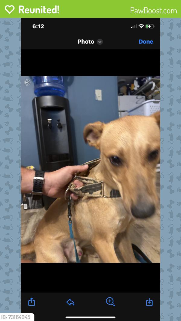 Reunited Male Dog last seen Watkins Drive, Johnston County, NC 27501