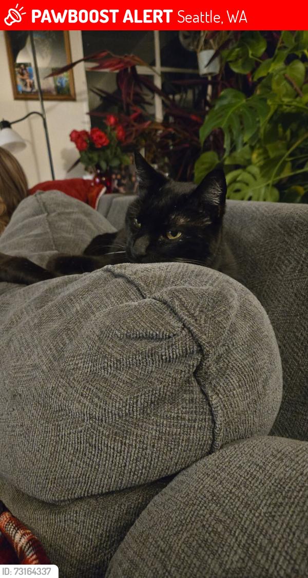 Lost Male Cat last seen Walking around the neighborhood. We live on the corner of 140th and 2nd Ave NE, Seattle, WA 98125