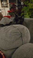 Lost Male Cat last seen Walking around the neighborhood. We live on the corner of 140th and 2nd Ave NE, Seattle, WA 98125