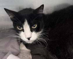 Shelter Stray Male Cat last seen , 3201 Lacy St, Los Angeles, CA 90031, USA