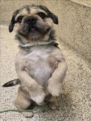 Shelter Stray Male Dog last seen , 3201 Lacy St, Los Angeles, CA 90031, USA