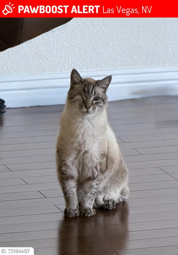Lost Male Cat last seen Durango and Blue Diamond, Las Vegas, NV 89178